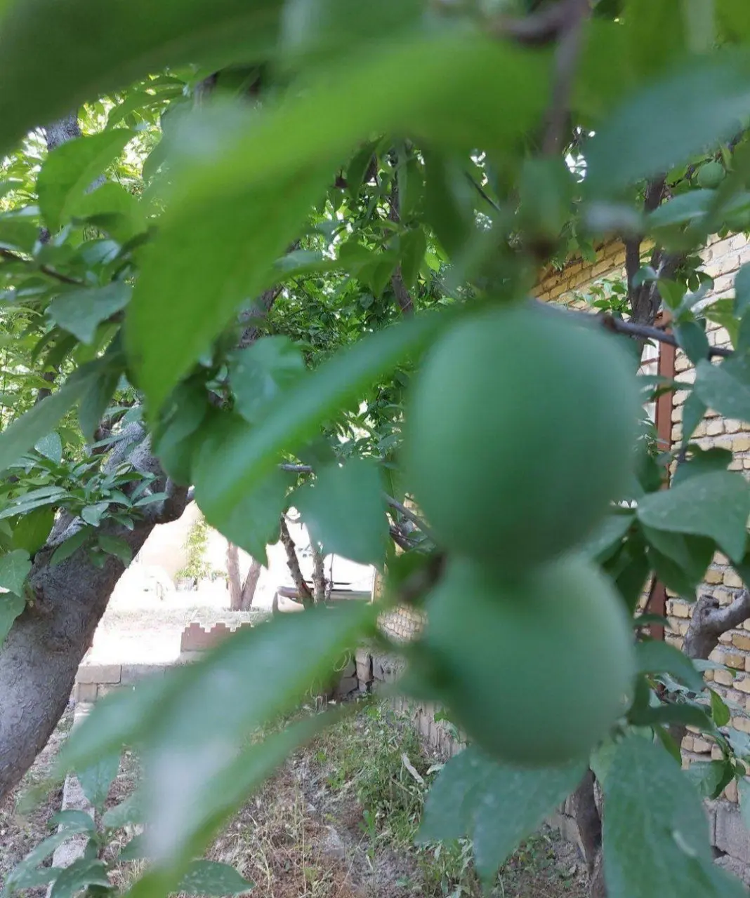 فروش باغ ویلای نقلی با استخر در تنکمان